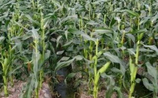 文青貯2號(hào)（試驗(yàn)名稱：文青貯2號(hào)）玉米種簡介，在中上等肥力地塊種植