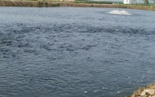 怎么快速培育泥鰍苗種，投放前要蓄水施肥、放苗后要提供充足的食物