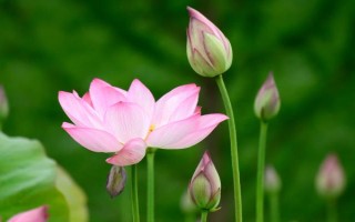 哪些花卉在正月開放，有梅花、水仙花、蟹爪蘭等品種