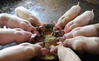 豬圓環(huán)病毒病癥狀，表現(xiàn)為豬只漸進性消瘦或生長遲緩