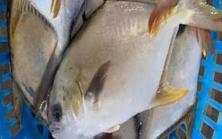 金鯧魚和鯧魚一樣嗎，不是同一種魚