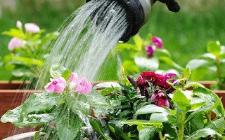 維生素c能澆哪些植物，可以澆綠蘿、茉莉花等