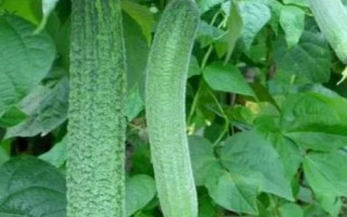 耐高溫的蔬菜有哪些品種，空心菜、黃瓜、西葫蘆等品種比較耐高溫