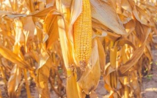 成單719玉米品種的特性，確保密度
