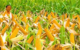 什么品種的玉米種子好，常見的有偉科702、華農(nóng)866等