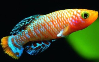 熱帶魚能放生河里嗎，熱帶魚不可以放生河里