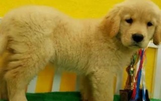 金毛犬可以活多久，壽命一般為12-15年左右