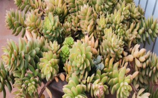 黃麗的栽培技術(shù)，生長(zhǎng)適溫為15-28℃左右