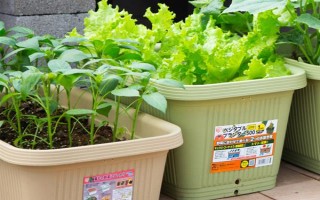 用塑料盆種菜有沒(méi)有毒，蔬菜的根系無(wú)法吸收其中的有毒物質(zhì)