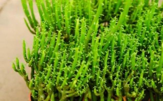 光棍樹怎么種，它很耐旱澆水不宜過多
