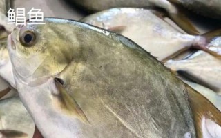 金鯧魚和鯧魚一樣嗎，不是同一種魚