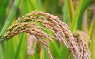 泰兩優(yōu)086水稻種子特點(diǎn)，每畝有效穗數(shù)15.7萬