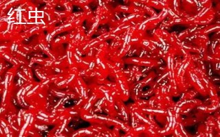紅蟲和紅線蟲的區(qū)別，物種、形態(tài)和棲息環(huán)境均不同
