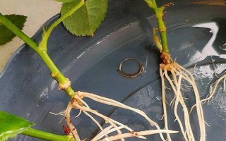 水插玫瑰枝條如何生根，用多菌靈浸泡消毒、涂抹生根粉之后再水培