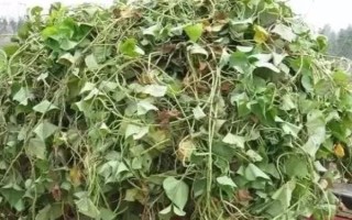 紅薯秧如何做青儲(chǔ)飼料，紅薯秧一定要粉碎處理