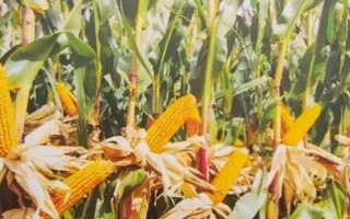 春玉米的巧種植方法，推廣種植密度每畝4000-4500株