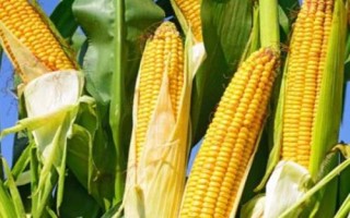 云甜玉12號玉米種子特征特性，種植密度在3300株左右為宜