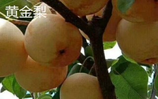 糖度最高的梨品種，不同的品種風(fēng)味也大有不同