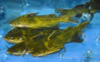 黃顙魚的產(chǎn)地，長江中下游的河流湖泊中較多