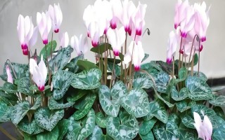 仙客來花落后如何處理，要對(duì)其進(jìn)行修剪