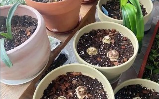 朱頂紅休眠期間的管理技術(shù)，室溫應(yīng)保持在5℃-10℃