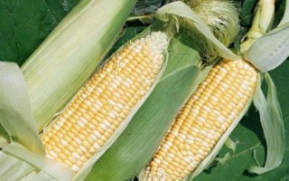 寧單21號(hào)玉米種子特征特性，4月25-5月10日播種