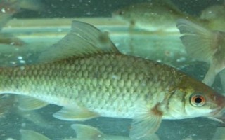 赤眼鱒釣多深水，垂釣深度根據(jù)溫度決定