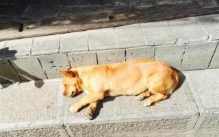 人感冒會(huì)不會(huì)傳染給狗，通常不會(huì)傳染給狗。