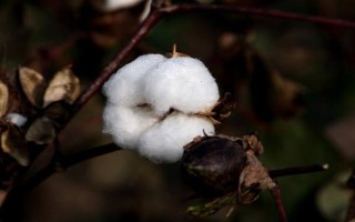冀石83棉花品種的特性，本品種為轉(zhuǎn)基因抗蟲棉