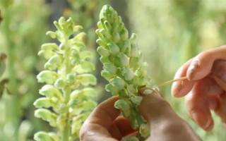 引種天麻要注意什么，當(dāng)?shù)氐臍夂驖M足條件才能種植