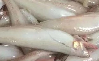 水電魚的學(xué)名，學(xué)名叫龍頭魚