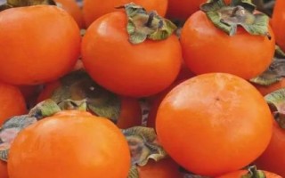 哪些農(nóng)作物在秋季成熟，包括花生、玉米、西紅柿等品種