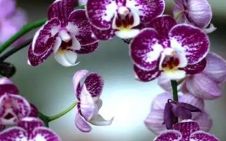 蝴蝶蘭好不好養(yǎng)，屬于好養(yǎng)的一類植物
