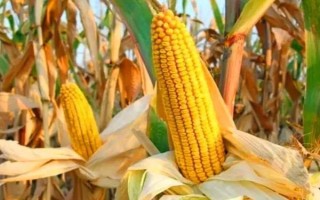 魯單2318玉米種子特征特性，適宜密度為每畝4500株左右