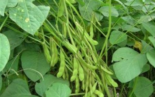 鐵豆102大豆種子簡介，生育期間加強(qiáng)管理