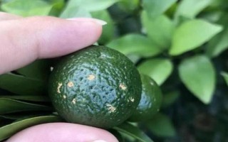 柑橘炭疽病怎么防治，定期噴施苯甲嘧菌酯等藥物
