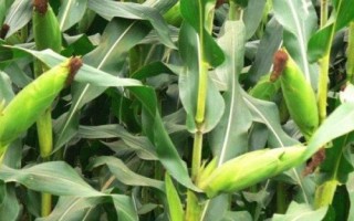 坤瑞588玉米種子特點(diǎn)，中抗穗腐病