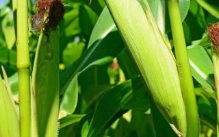 露新23玉米品種的特性，該品種屬中熟雜交玉米