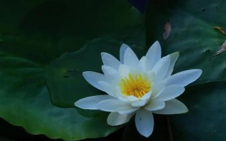 睡蓮和荷花的區(qū)別是什么，葉子、花朵和屬性均不同