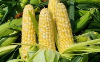 航育406玉米品種簡(jiǎn)介，中抗穗腐病