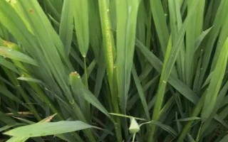 粵銀軟占水稻品種簡(jiǎn)介，感溫型常規(guī)稻品種
