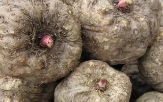 魔芋的用處，可醫(yī)用也可食用