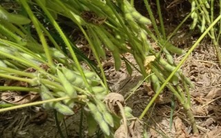 吉育87號(hào)大豆種子介紹，出苗至成熟122天