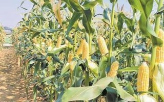 什么品種的玉米種子好，常見的有偉科702、華農(nóng)866等