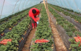 草莓種子如何種植，開花與漿果生長初期要分別灌水1次