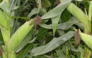 天翊16玉米品種簡(jiǎn)介，適宜播種期4月下旬—5月上旬