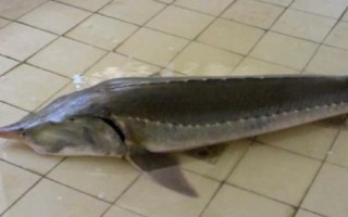 鰉魚介紹，屬于鱘科、鱘屬、達(dá)氏鰉種動物
