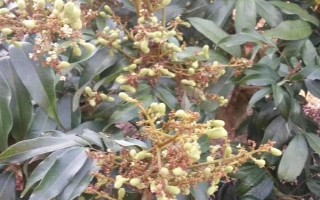 如何促進(jìn)龍眼花芽分化，可在冬季增施鉀肥