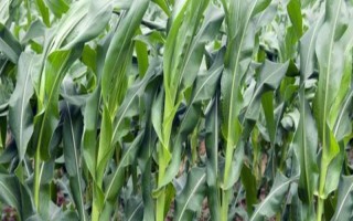鄂甜玉5號(hào)玉米種子簡介，露地直播4月初播種