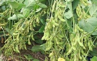 華夏9號(hào)大豆種子特點(diǎn)，低肥力地塊2萬株